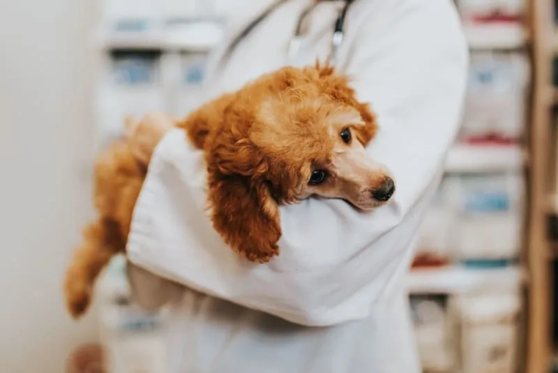 Hookworm in Dogs: Signs, Treatment & Prevention