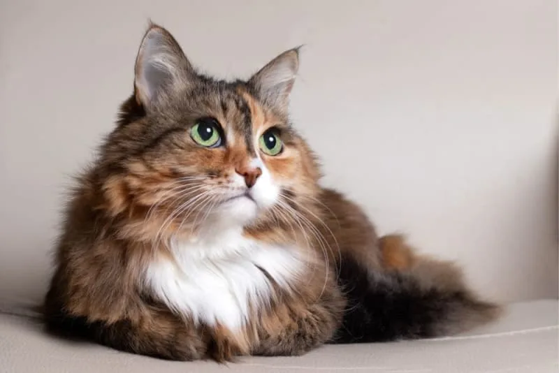 Aging cats: When Is a Cat Considered a Senior?