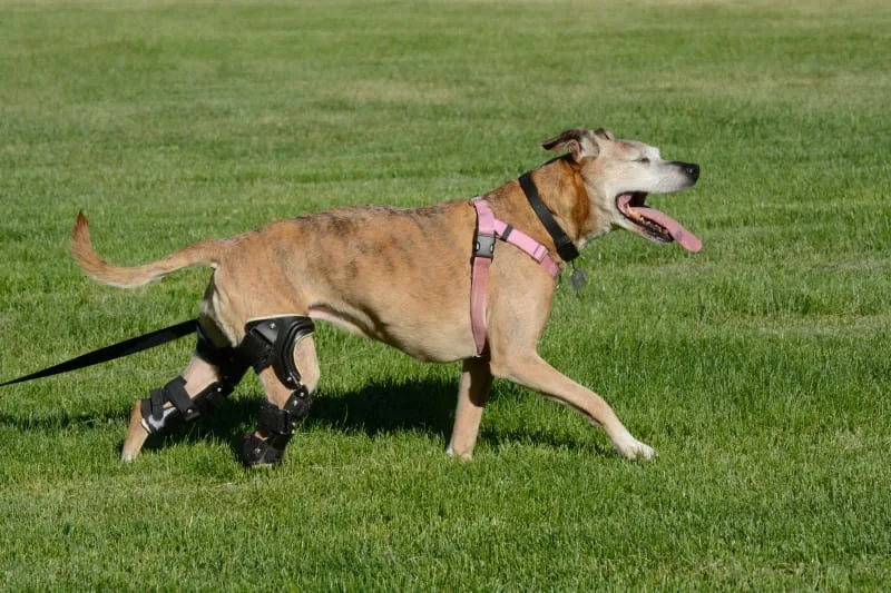 ACL (CCL) Injuries & Surgeries in Dogs
