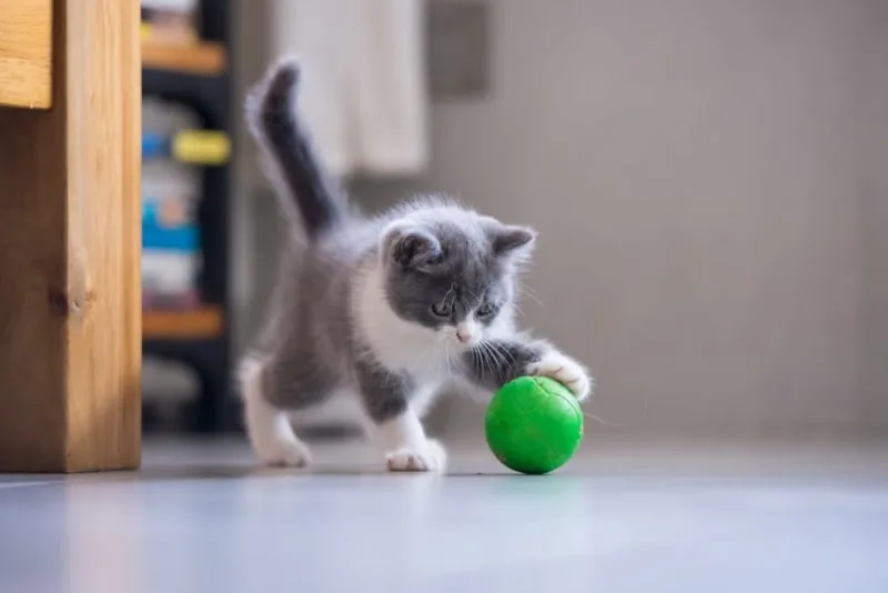 Kitten Teething