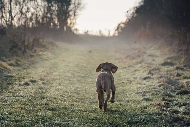 Anal Sac Disease in Dogs