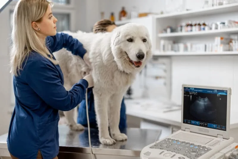 Ultrasounds for Dogs & Cats: What Pet Owners Want to Know