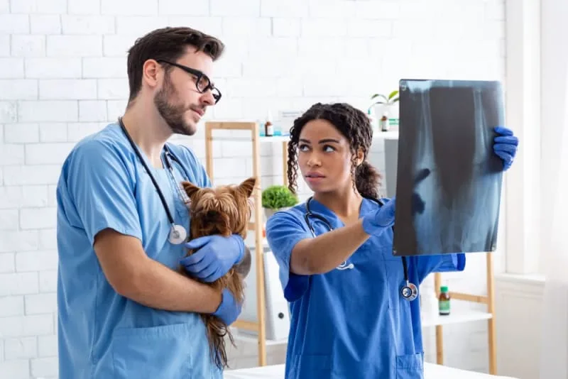 Diagnostic Imaging for Your Cat or Dog