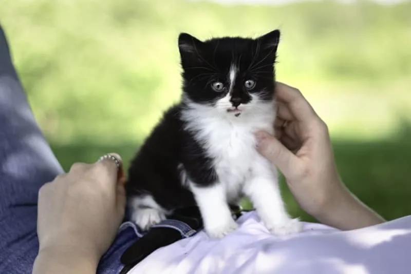 Kitten Age Chart: How to Tell How Old a Kitten Is?