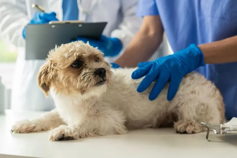 The Importance of Regular Fecal Exams for Pets