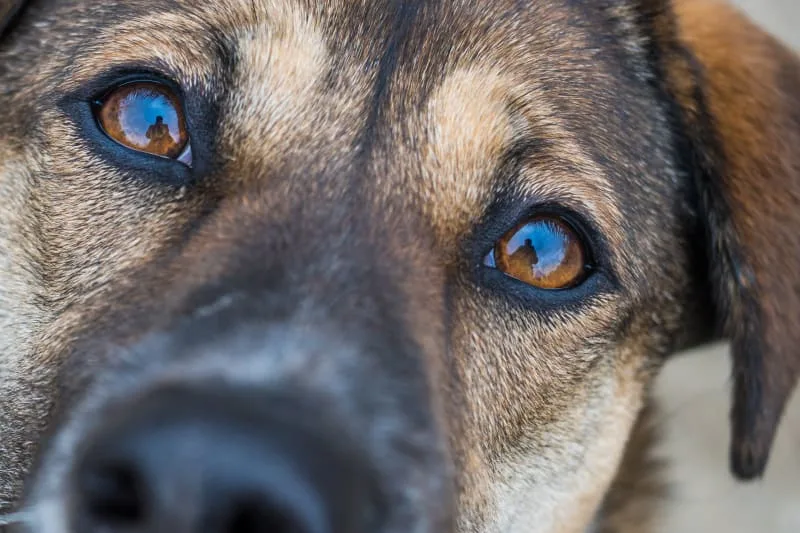 Eye Injuries in Pets: How to Deal With It