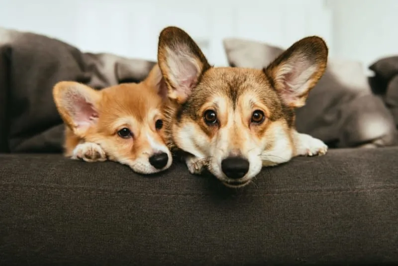 Is It Better to Have Two Dogs?
