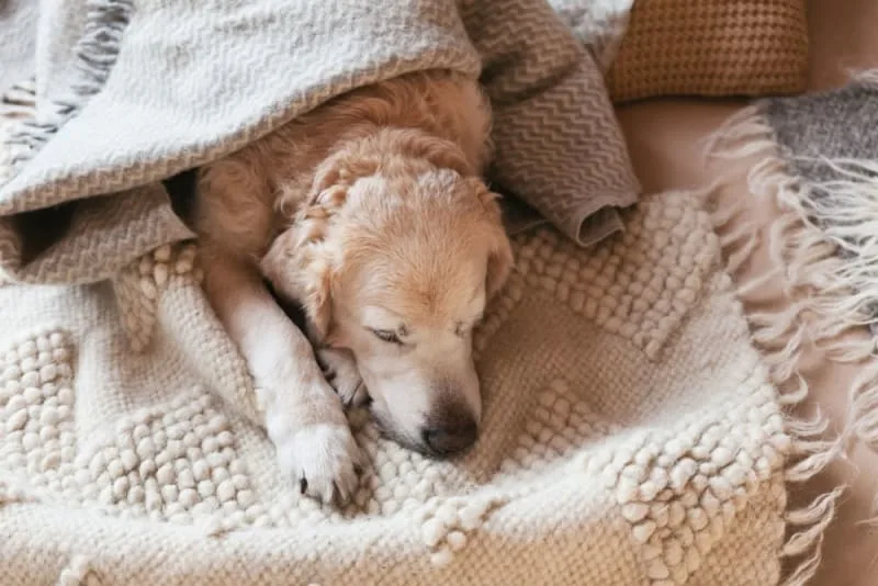 Dog Recovering after surgery