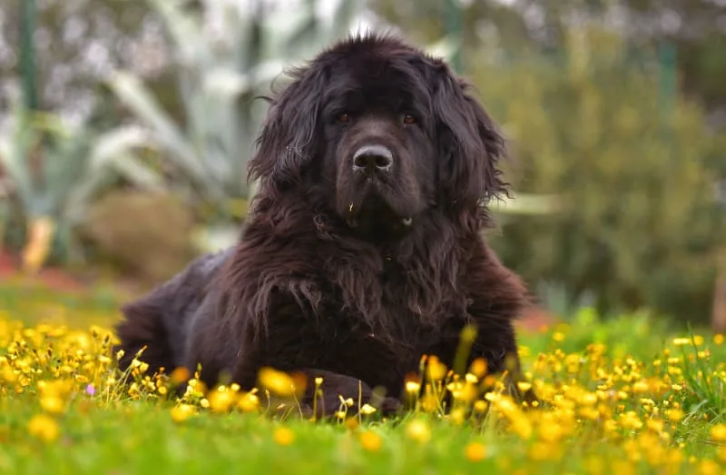 C Section for Dogs: Everything You Should Know