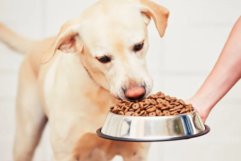 What Is the Best Diet for a Diabetic Dog
