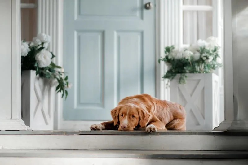 Inflammatory Bowel Disease In Dogs Treatment