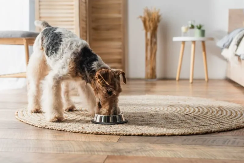 Nutrition, Skin, and Dogs