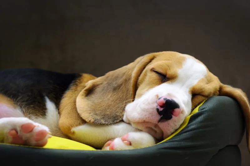 Signs of Chronic Pain in Dogs