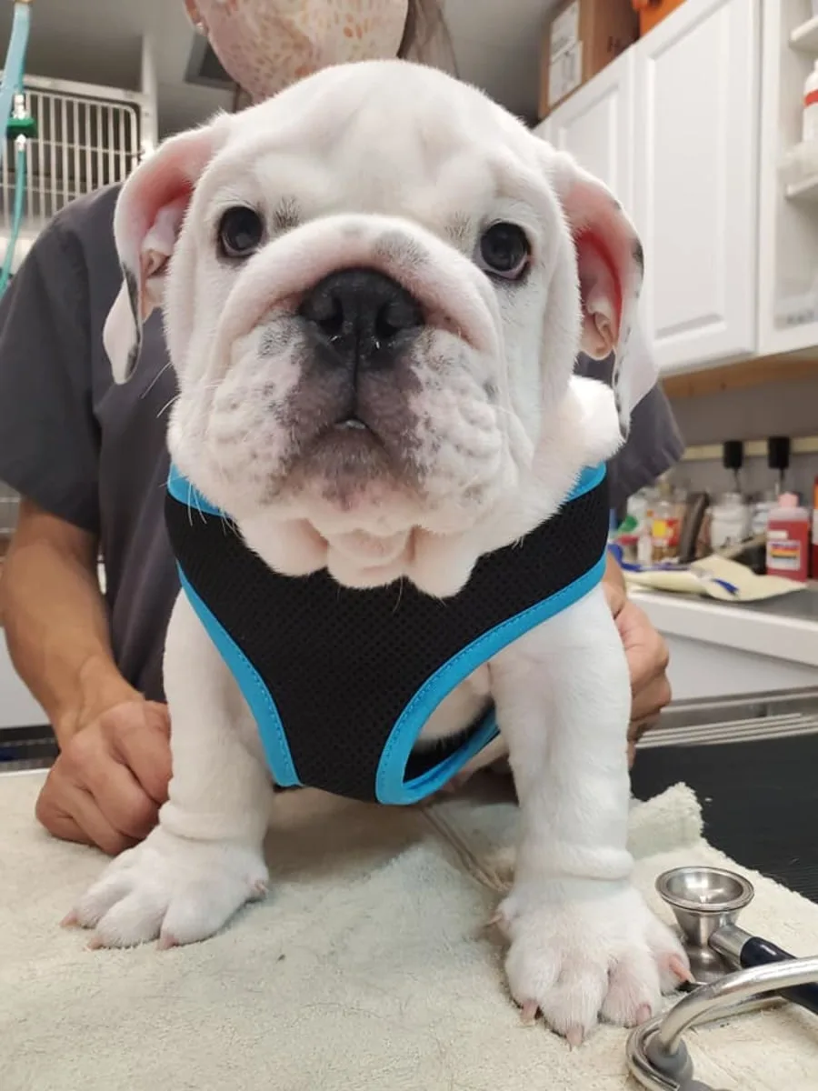 Dog Surgery at Goleta Airport Pet Hospital