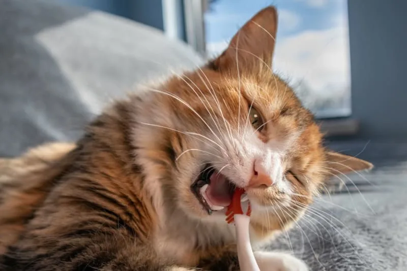 Cat Dental Health - What Every Owner Should Know About Cats Dental Hygiene