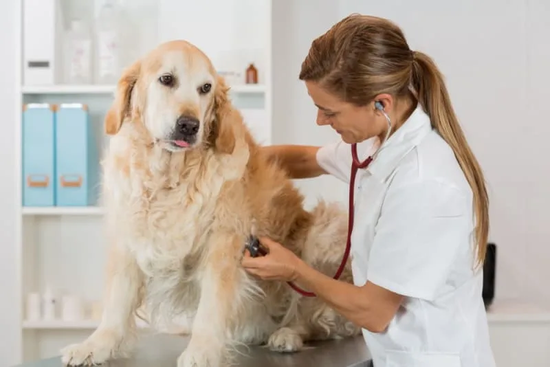 How Often Should I Take My Dog to the Vet?