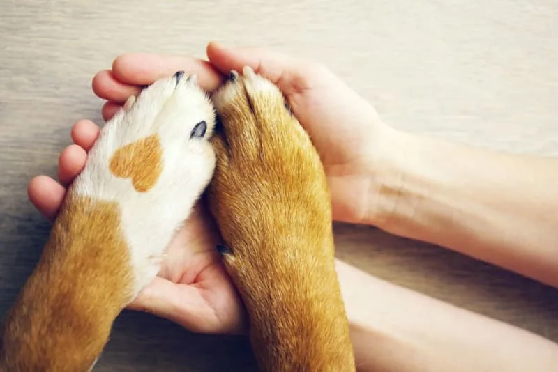Cushing's Disease in Dogs