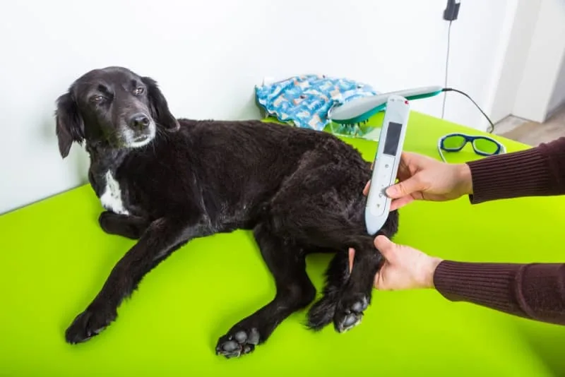 Laser Therapy for Incision Healing