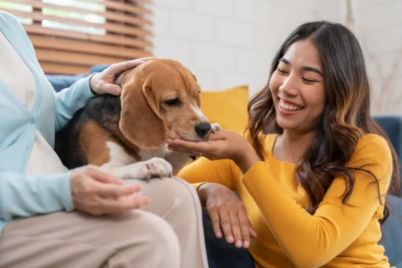 Best Dog Food for Senior Dogs