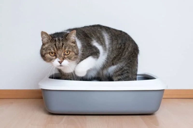 Diarrhea in Cats: Common Causes & When It's Serious