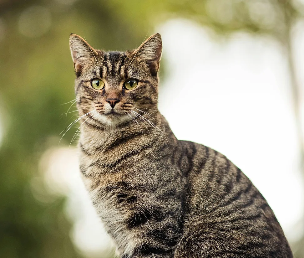 Brown tabby cat sitting outdoors against blurred green foliage
