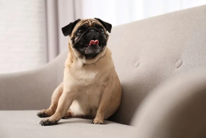 Broken Jaws in Dogs: Causes & Treatments