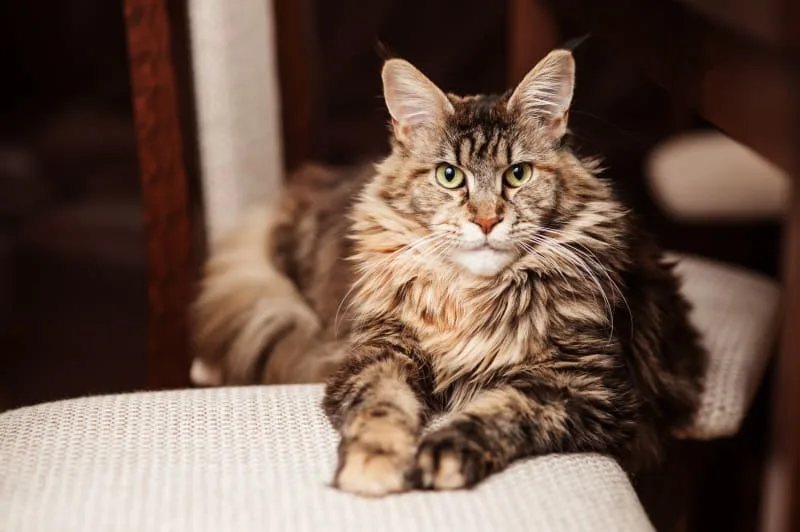 Cat's Aging: When Is Your Cat A Senior?