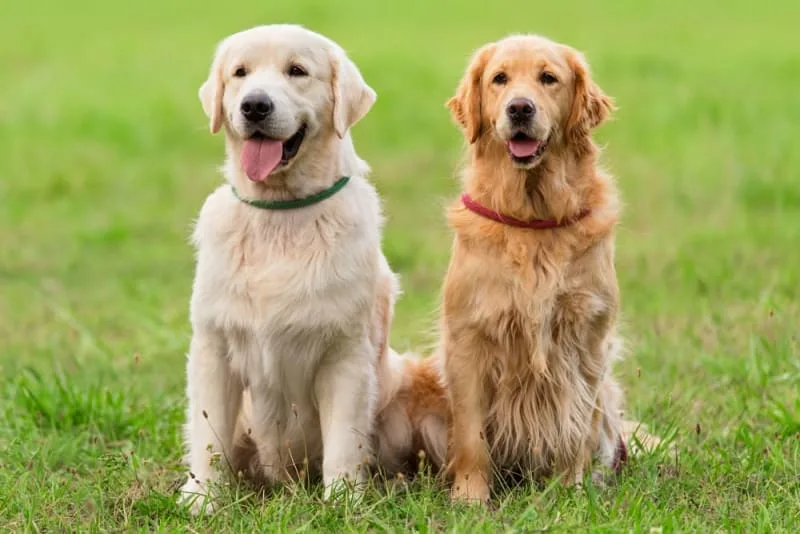 Is It Better to Have Two Dogs?