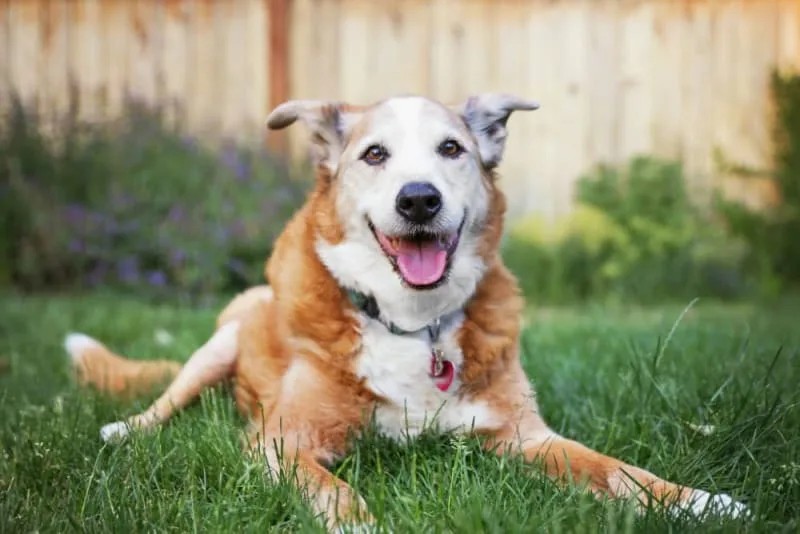 Senior Dog Age: At what age is my dog considered a senior?