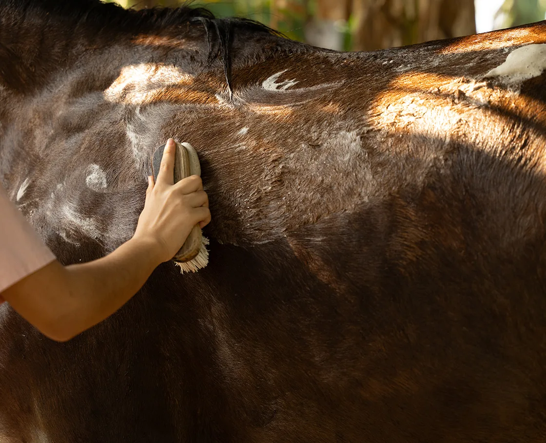 brown horse being groomed
