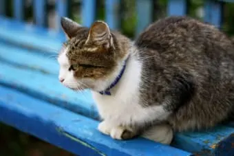 How to Care For a Senior Cat