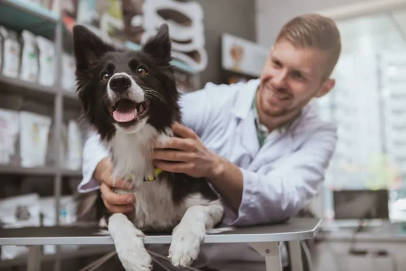 The Benefits of Canine Chiropractic Care