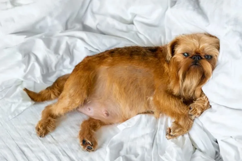 C-Sections in Dogs