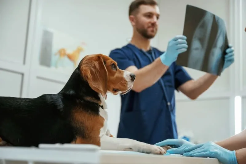 Veterinary Diagnostic Imaging for Dogs & Cats
