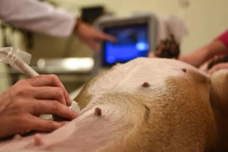 C-Section for Dogs