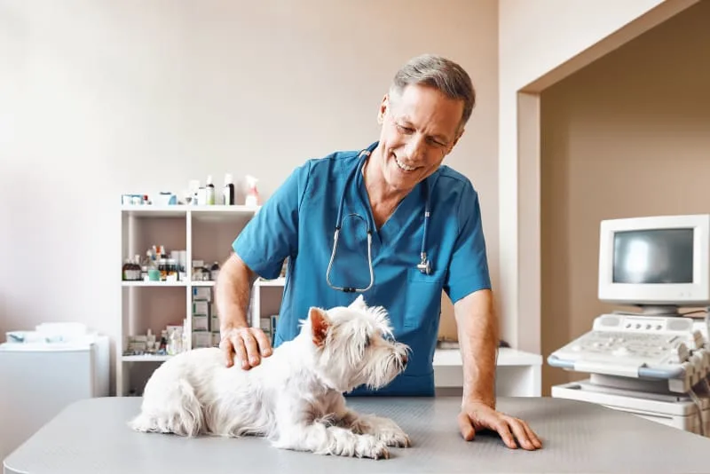 Common Signs of Heart Disease in Dogs