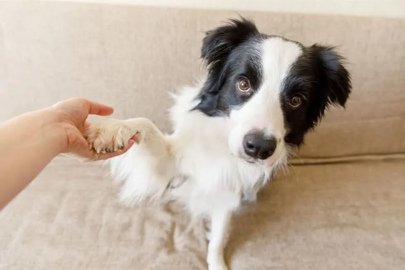Help, my dog is limping! What should I do?