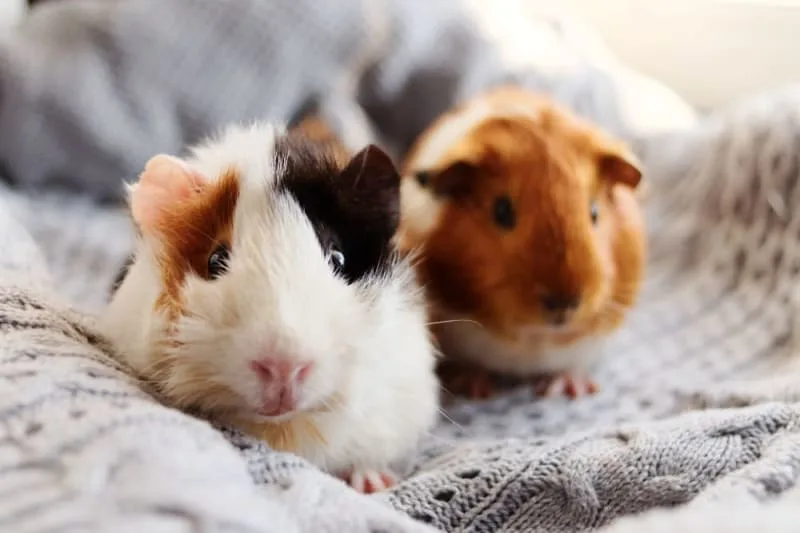 What are pocket pets?