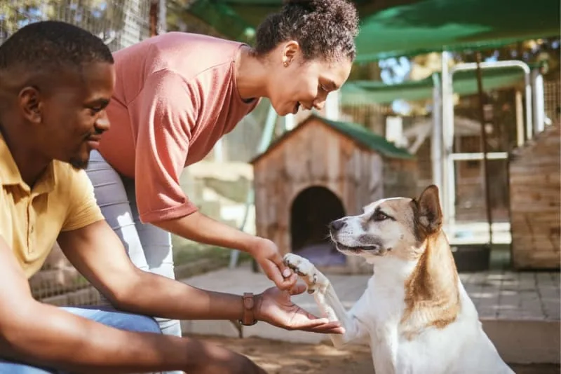 What Shots do Dogs Need for Boarding?