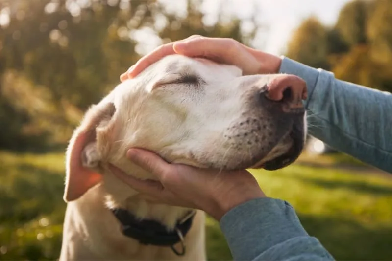 Weight Loss In Older Dogs: When to Worry
