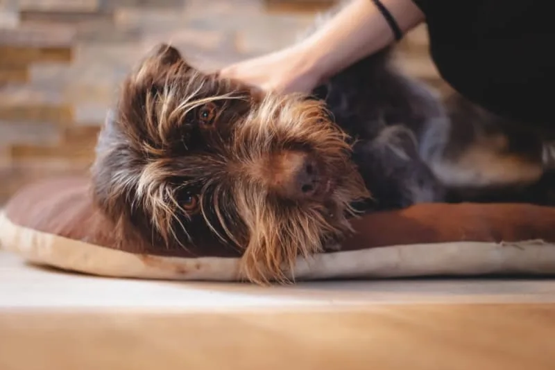Symptoms of Addison's Disease in Dogs & How it is Treated
