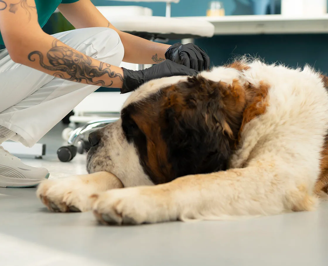 veterinary technician on floor with saint bernard