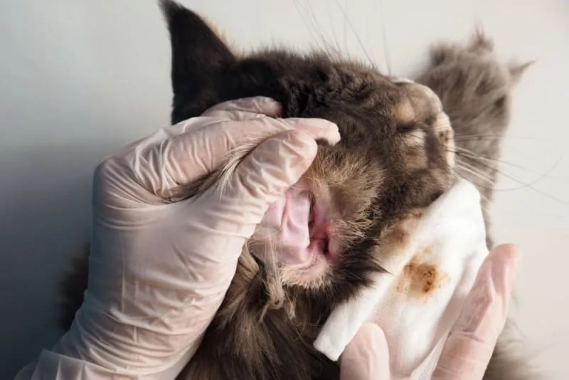 Ear Mites in Cats: Causes, Treatment & Prevention