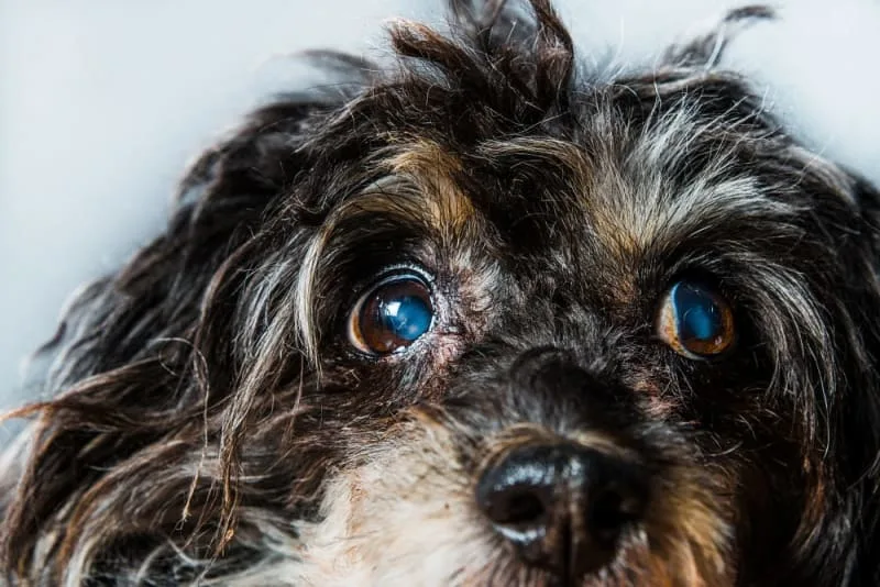 Cataract Surgery for Dogs