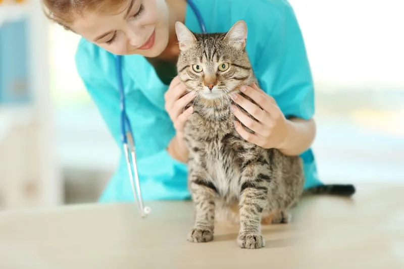 How Often Do You Take a Cat to the Vet?