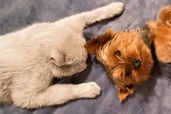 Ultrasounds For Cats & Dogs