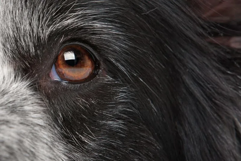 Entropion Surgery in Dogs