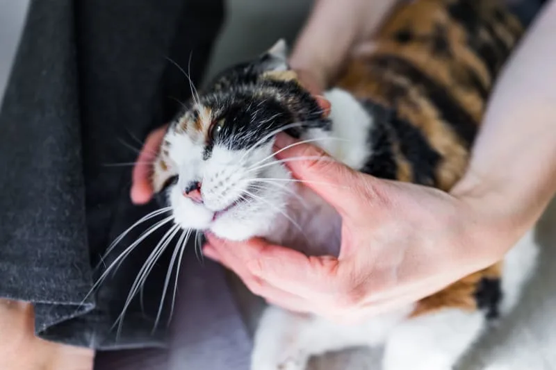 An Owners Guide to Cat Dental Care