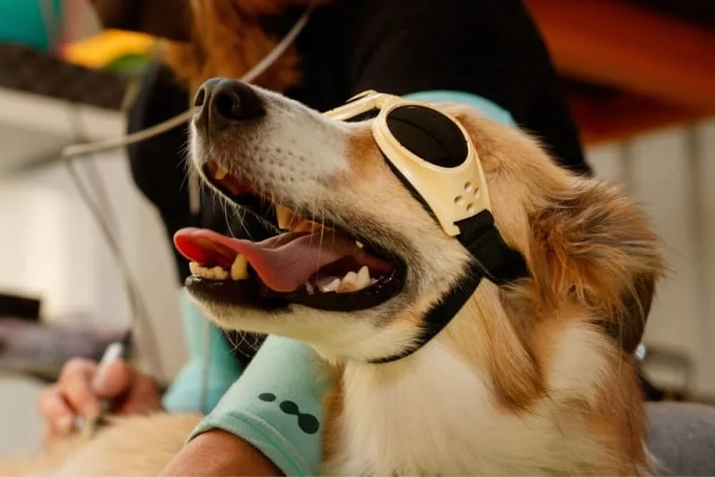 What Is Veterinary Cold Laser Therapy?