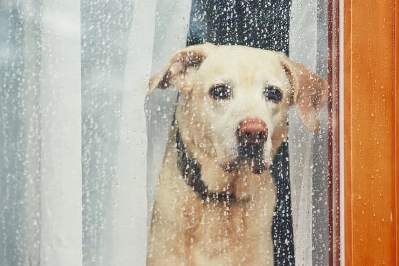 How long can you leave a dog alone?